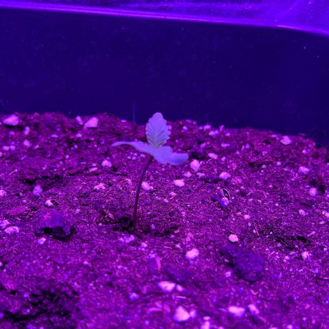 STRAWBERRY PIE growlog photo: GIORNO 2