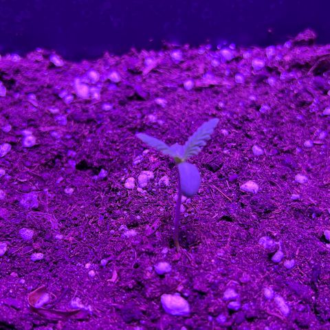 STRAWBERRY PIE growlog photo: GIORNO 2