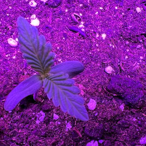 STRAWBERRY PIE growlog photo: GIORNO 2