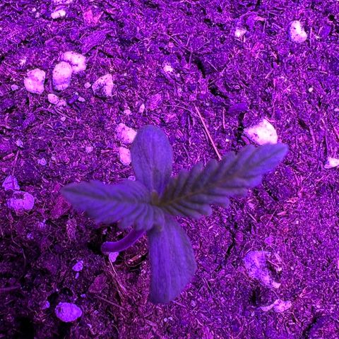 STRAWBERRY PIE growlog photo: GIORNO 2