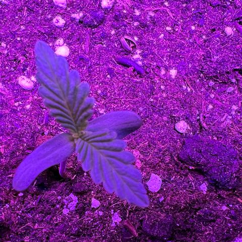 STRAWBERRY PIE growlog photo: GIORNO 2