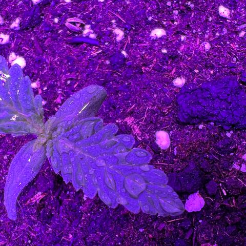 STRAWBERRY PIE growlog photo: GIORNO 3❤️
