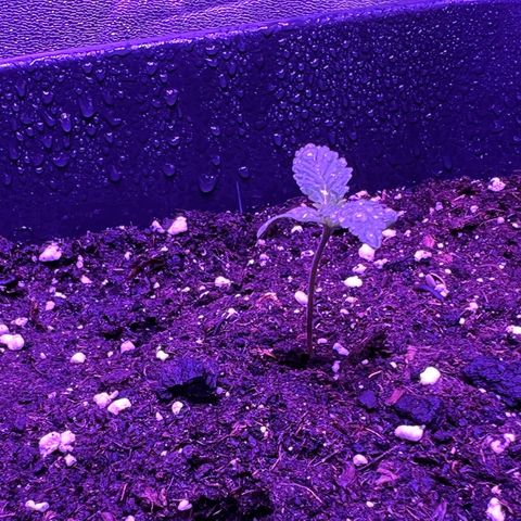 STRAWBERRY PIE growlog photo: GIORNO 3❤️