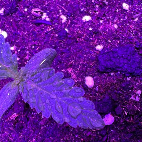 STRAWBERRY PIE growlog photo: GIORNO 3❤️