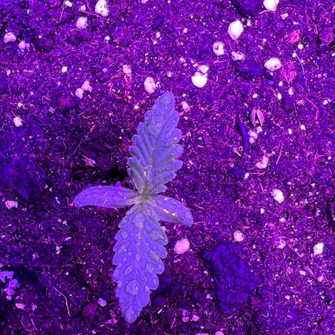 STRAWBERRY PIE growlog photo: GIORNO 3❤️