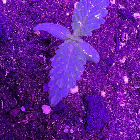 STRAWBERRY PIE growlog photo: GIORNO 3❤️