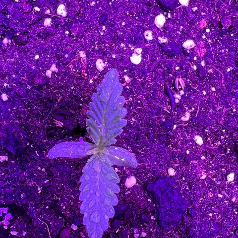 STRAWBERRY PIE growlog photo: GIORNO 3❤️