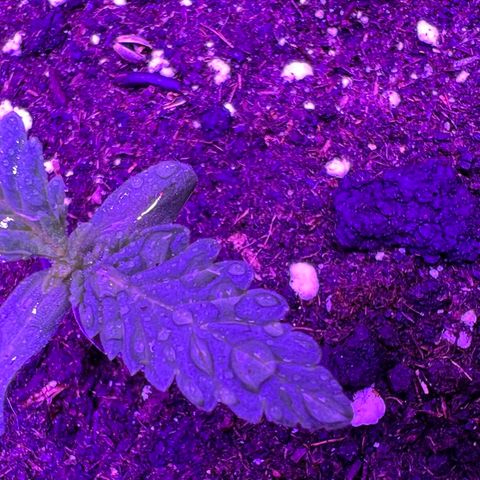 STRAWBERRY PIE growlog photo: GIORNO 3❤️
