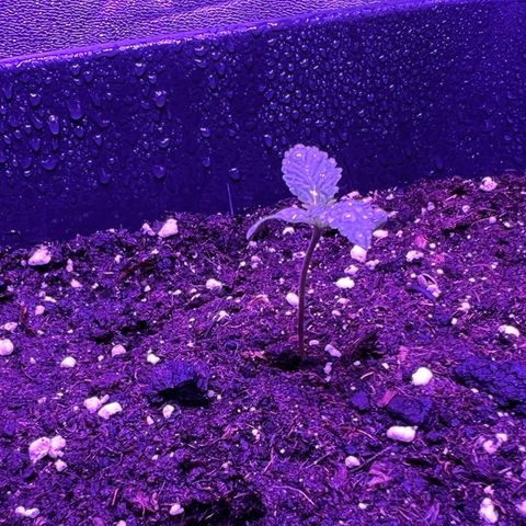 STRAWBERRY PIE growlog photo: GIORNO 3❤️