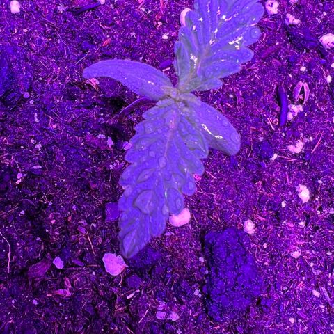 STRAWBERRY PIE growlog photo: GIORNO 3❤️