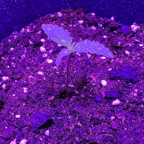 STRAWBERRY PIE growlog photo: GIORNO 3❤️