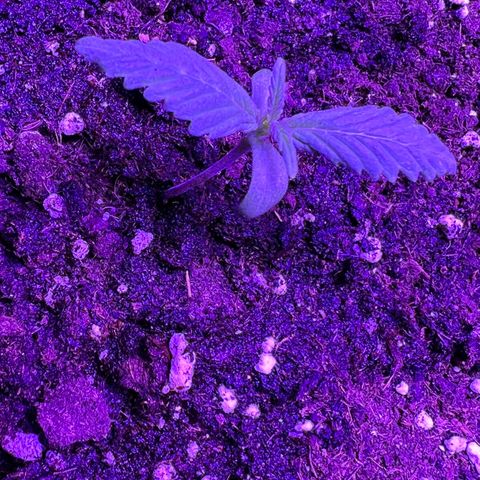 STRAWBERRY PIE growlog photo: GIORNO 4❤️