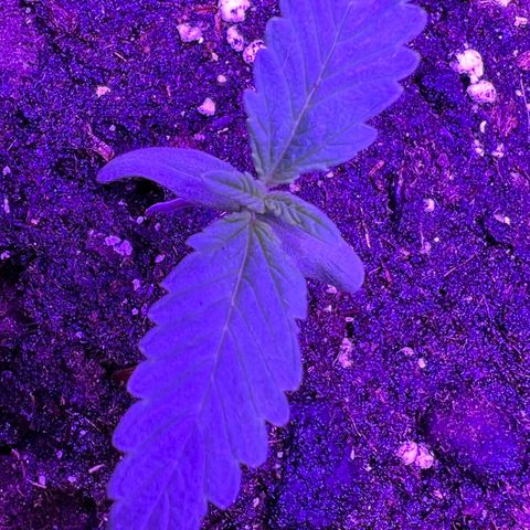STRAWBERRY PIE growlog photo: GIORNO 4❤️