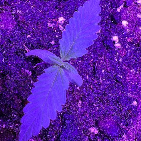 STRAWBERRY PIE growlog photo: GIORNO 4❤️