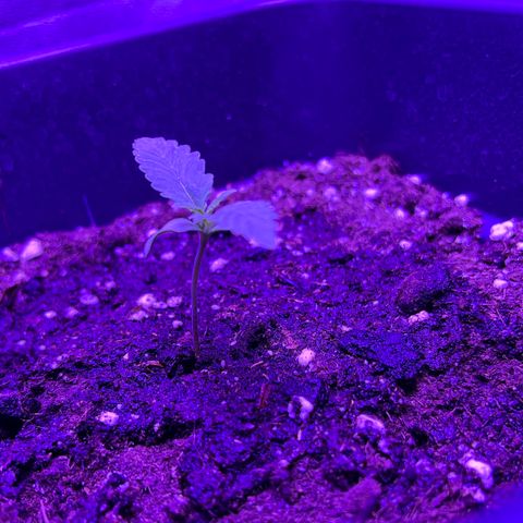 STRAWBERRY PIE growlog photo: GIORNO 4❤️