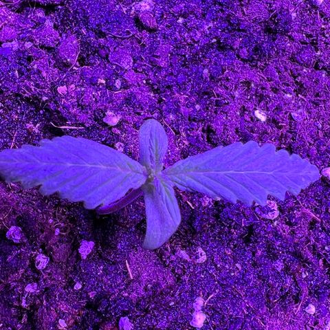 STRAWBERRY PIE growlog photo: GIORNO 4❤️