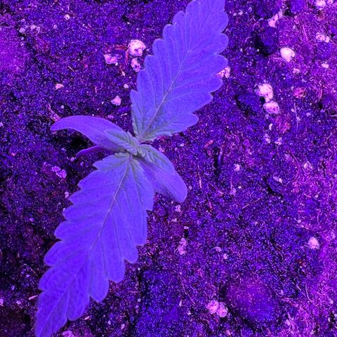 STRAWBERRY PIE growlog photo: GIORNO 4❤️