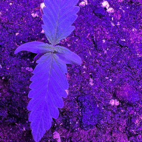 STRAWBERRY PIE growlog photo: GIORNO 4❤️