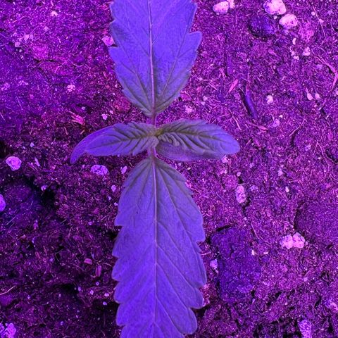STRAWBERRY PIE growlog photo: GIORNO 5❤️