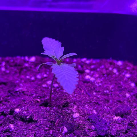 STRAWBERRY PIE growlog photo: GIORNO 5❤️