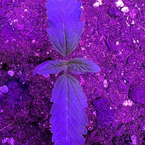 STRAWBERRY PIE growlog photo: GIORNO 5❤️