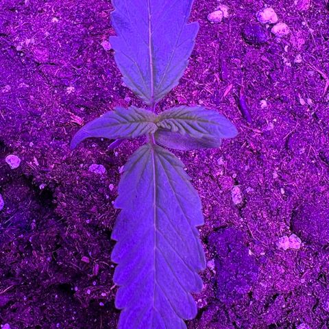 STRAWBERRY PIE growlog photo: GIORNO 5❤️