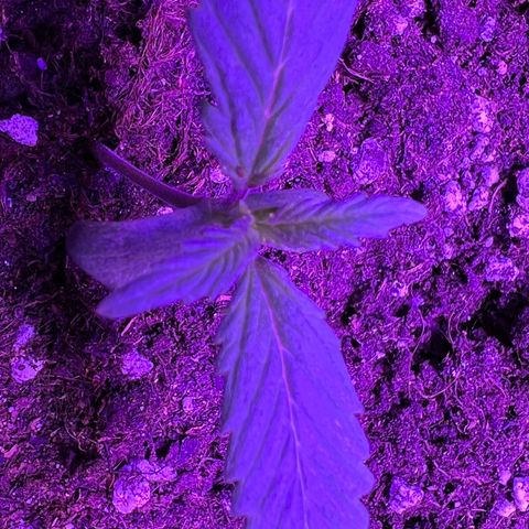 STRAWBERRY PIE growlog photo: GIORNO 5❤️