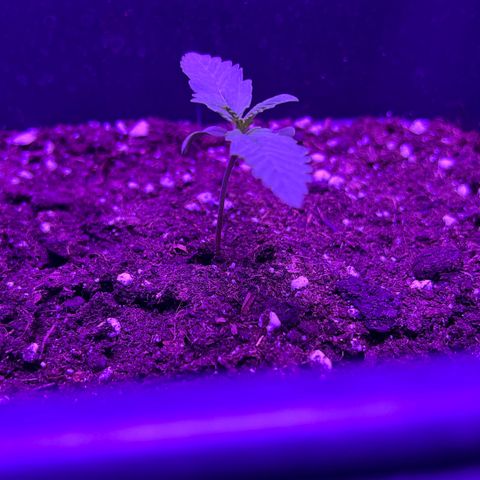 STRAWBERRY PIE growlog photo: GIORNO 5❤️