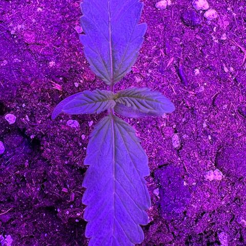 STRAWBERRY PIE growlog photo: GIORNO 5❤️