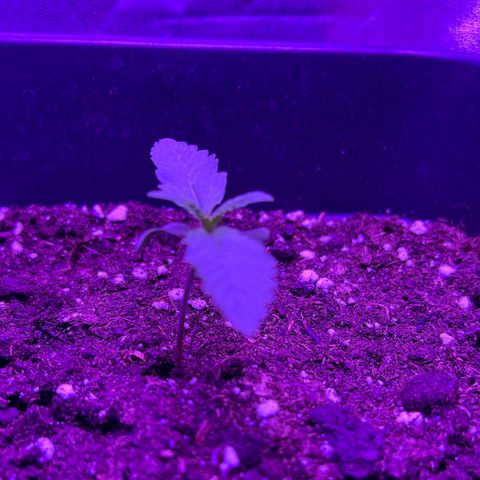 STRAWBERRY PIE growlog photo: GIORNO 5❤️