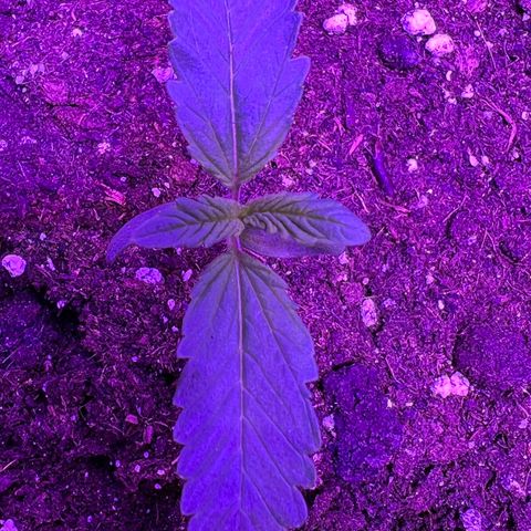 STRAWBERRY PIE growlog photo: GIORNO 5❤️