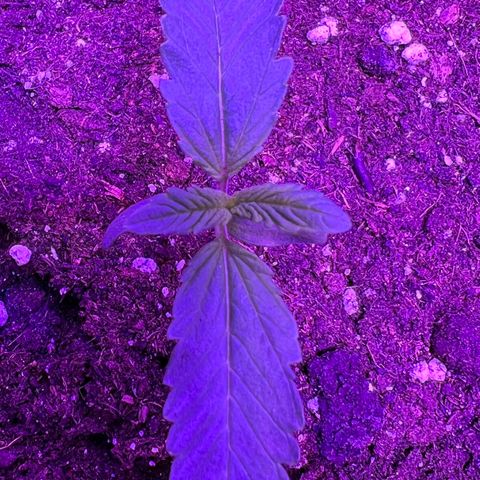 STRAWBERRY PIE growlog photo: GIORNO 5❤️