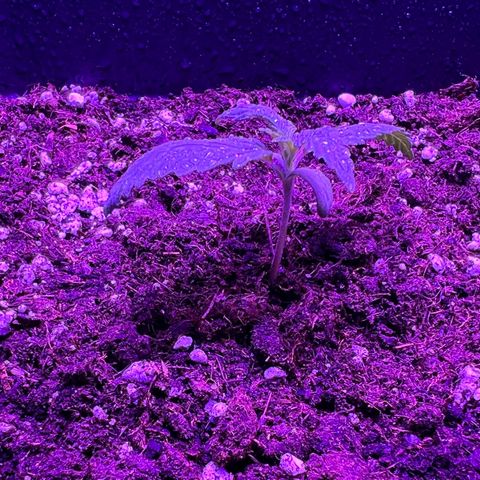 STRAWBERRY PIE growlog photo: GIORNO 6❤️