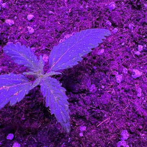 STRAWBERRY PIE growlog photo: GIORNO 6❤️