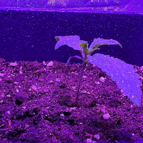 STRAWBERRY PIE growlog photo: GIORNO 6❤️