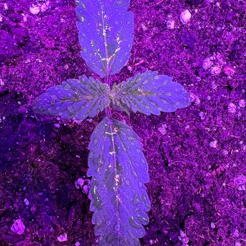 STRAWBERRY PIE growlog photo: GIORNO 6❤️