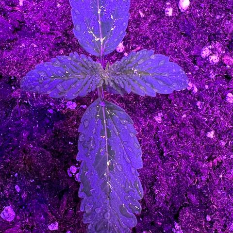 STRAWBERRY PIE growlog photo: GIORNO 6❤️