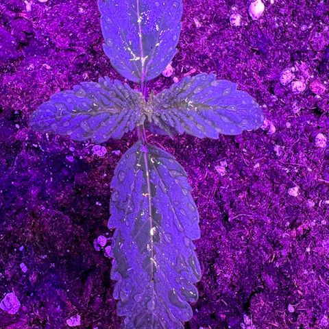 STRAWBERRY PIE growlog photo: GIORNO 6❤️