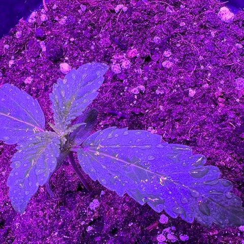 STRAWBERRY PIE growlog photo: GIORNO 6❤️