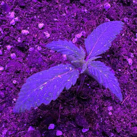 STRAWBERRY PIE growlog photo: GIORNO 6❤️