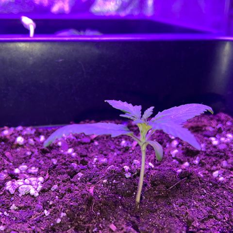 STRAWBERRY PIE growlog photo: GIORNO 6❤️