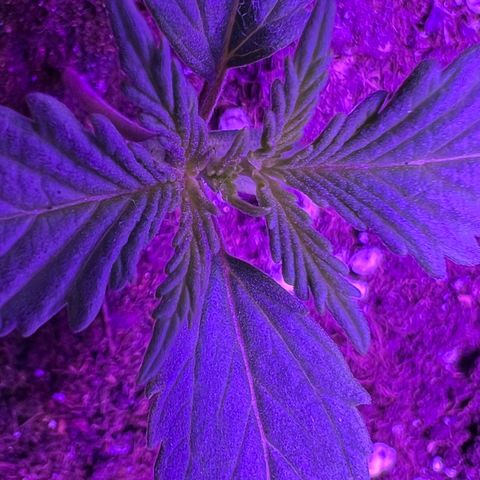 STRAWBERRY PIE growlog photo: GIORNO 6❤️