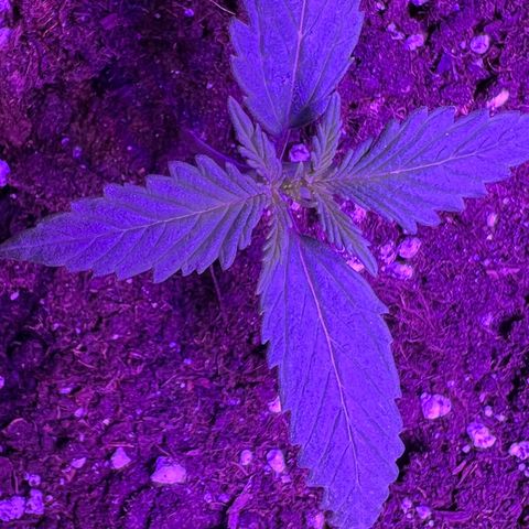 STRAWBERRY PIE growlog photo: GIORNO 6❤️