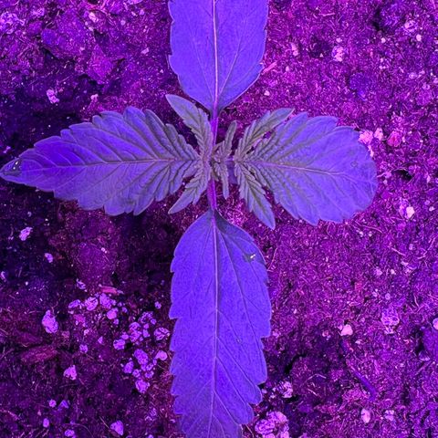 STRAWBERRY PIE growlog photo: GIORNO 6❤️