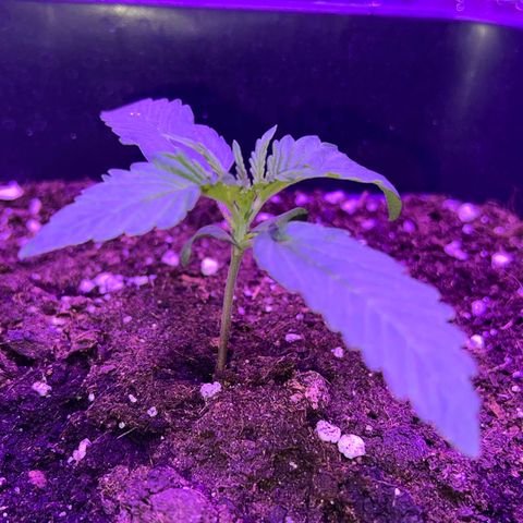 STRAWBERRY PIE growlog photo: GIORNO 6❤️