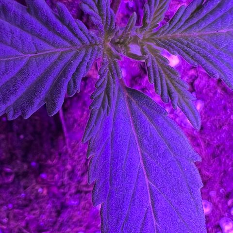 STRAWBERRY PIE growlog photo: GIORNO 6❤️