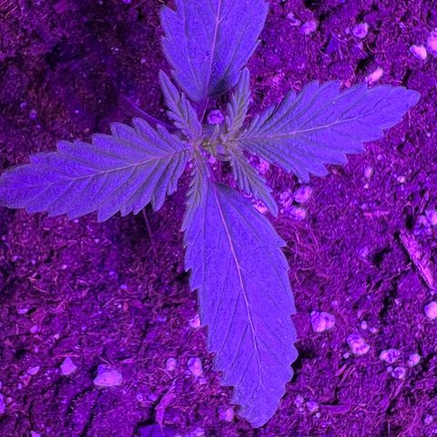STRAWBERRY PIE growlog photo: GIORNO 6❤️