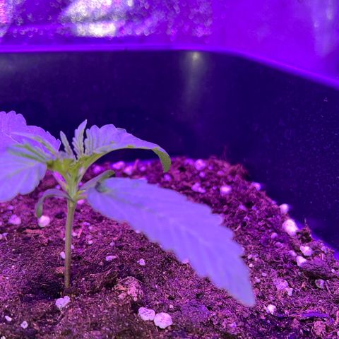 STRAWBERRY PIE growlog photo: GIORNO 6❤️