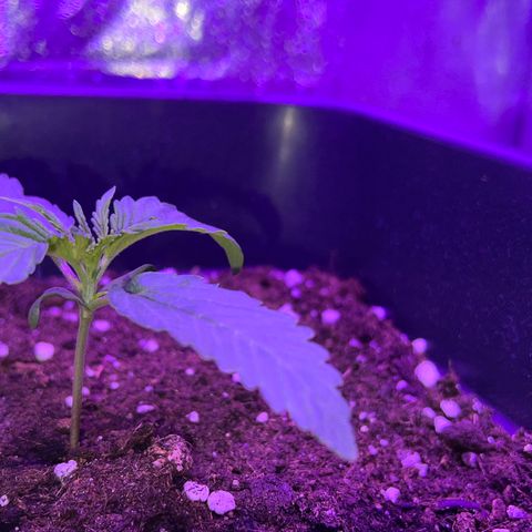 STRAWBERRY PIE growlog photo: GIORNO 6❤️