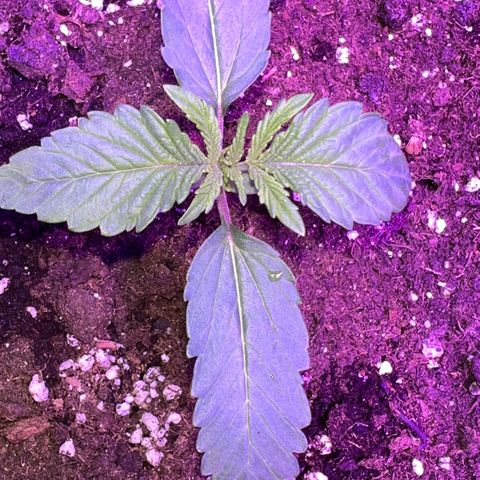 STRAWBERRY PIE growlog photo: GIORNO 6❤️